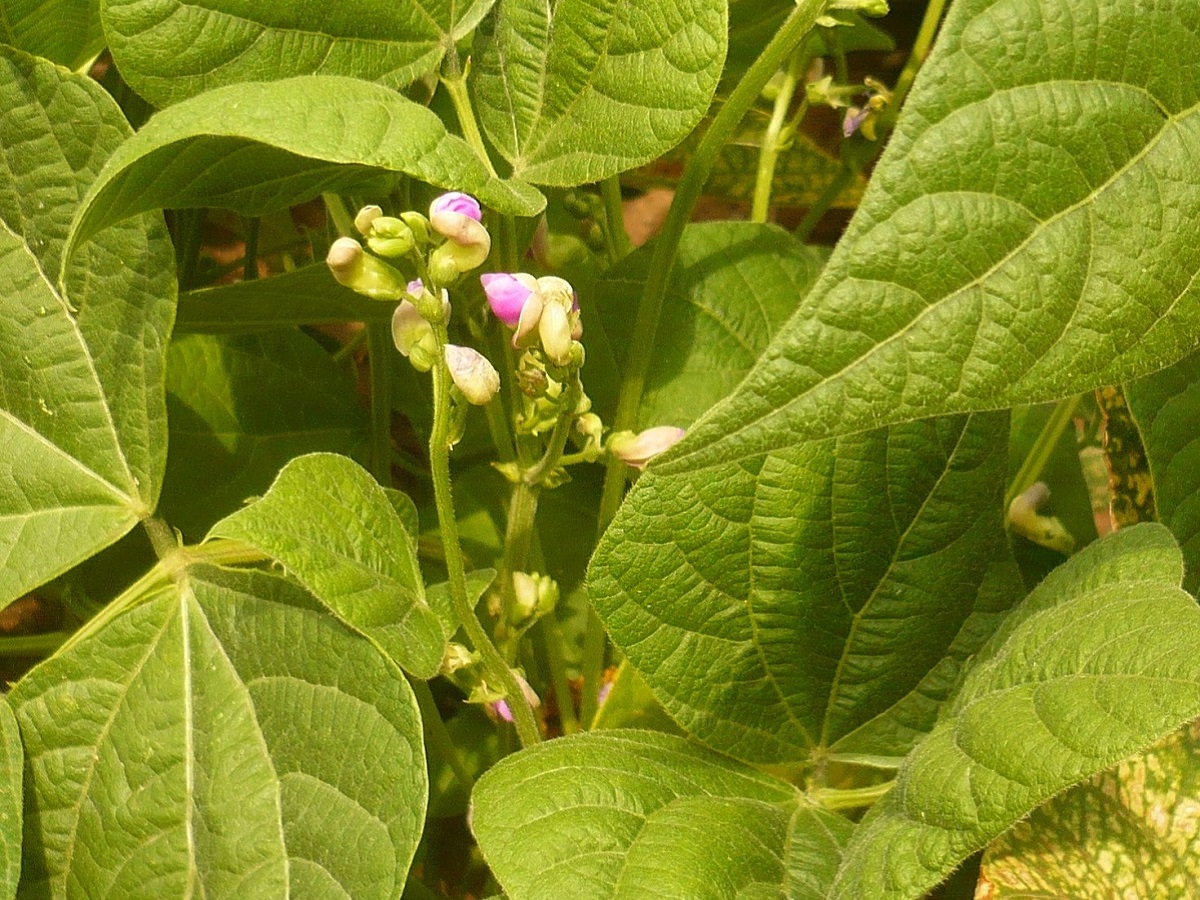 Phaseolus vulgaris (Fabaceae)